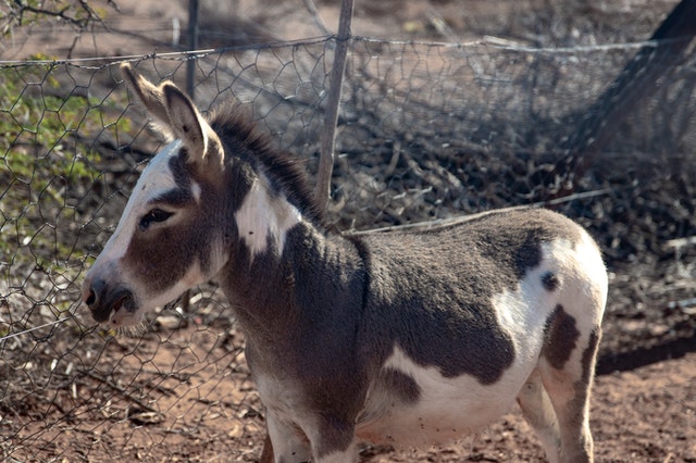 burra
