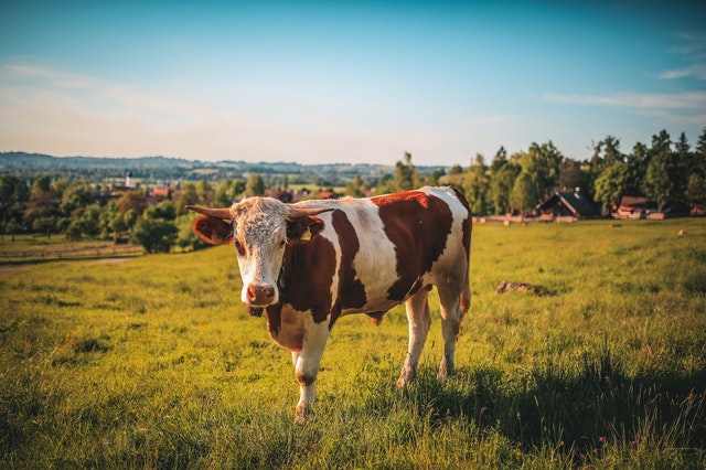 vaca