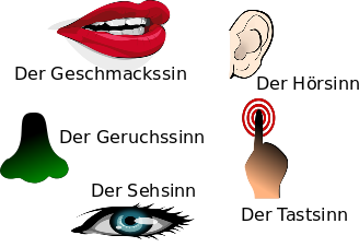 Les 5 sens en allemand