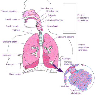 TOUTE LA BIOLOGIE - Qu'est ce que le système respiratoire?  ---------------------------------------------------- Le système respiratoire  regroupe les organes qui permettent d'inspirer et d'expirer l'air dans le  but de fournir de l'oxygène (O2) à