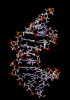 Structure 3D animee de l'ADN 