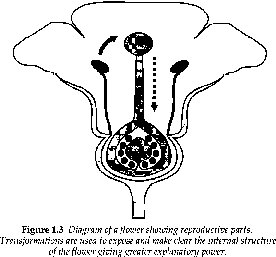 Figure 1.3, in: Lowe 1993, 14: Diagram of a flower