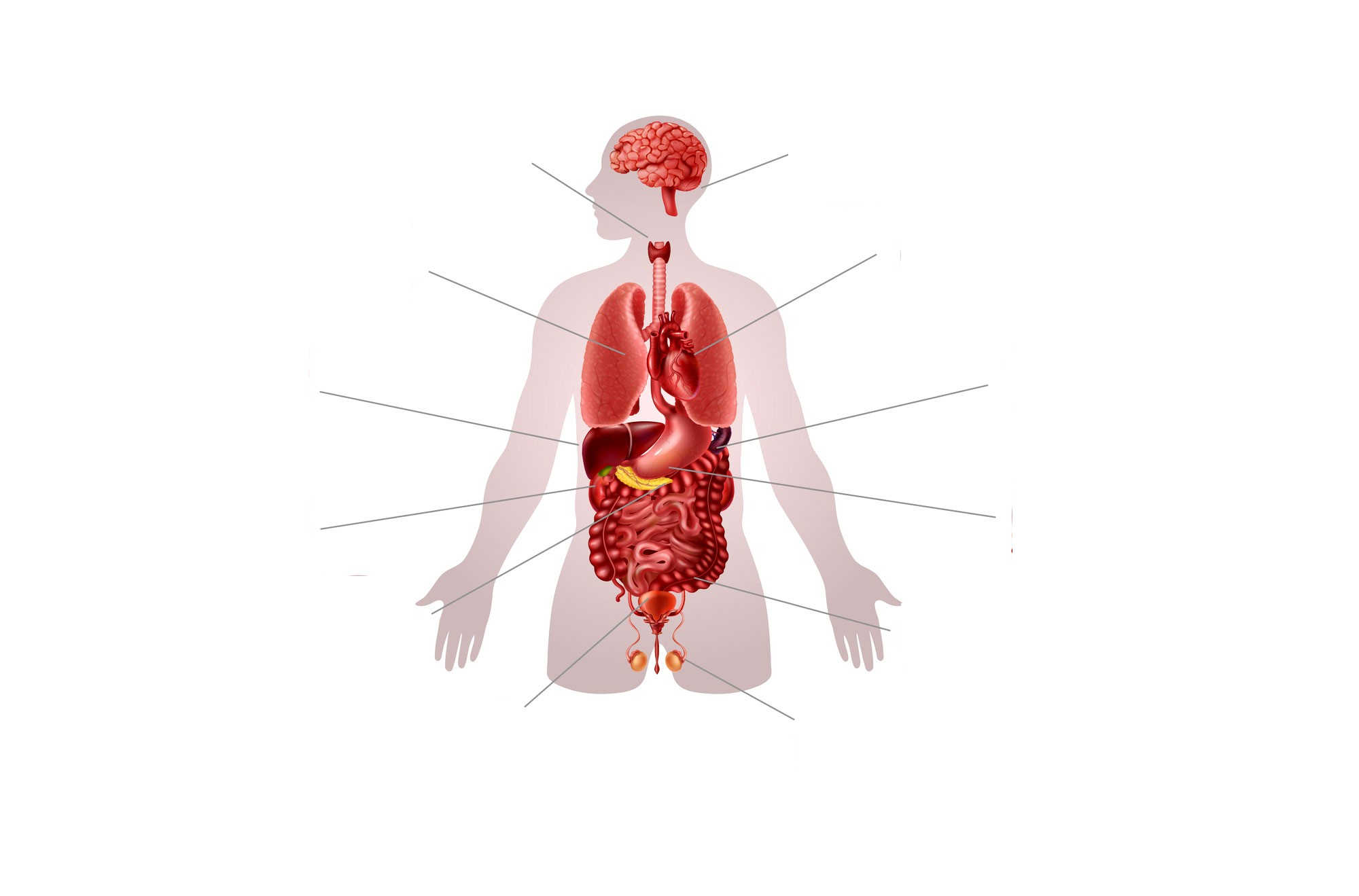 Organes du corps humain